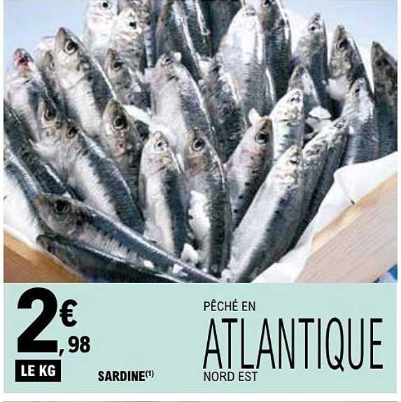 SARDINE ATLANTIQUE