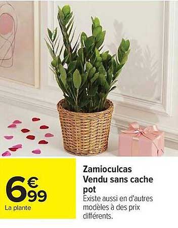 Zamioculcas