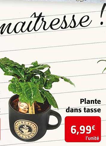 plante dans tasse