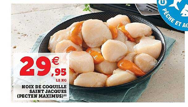noix de coquille saint jacques (pecten maximus)