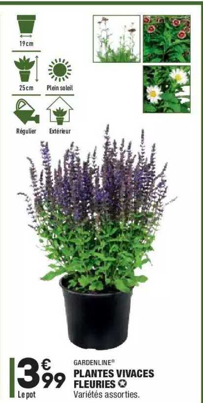 plantes vivaces fleuries gardenline
