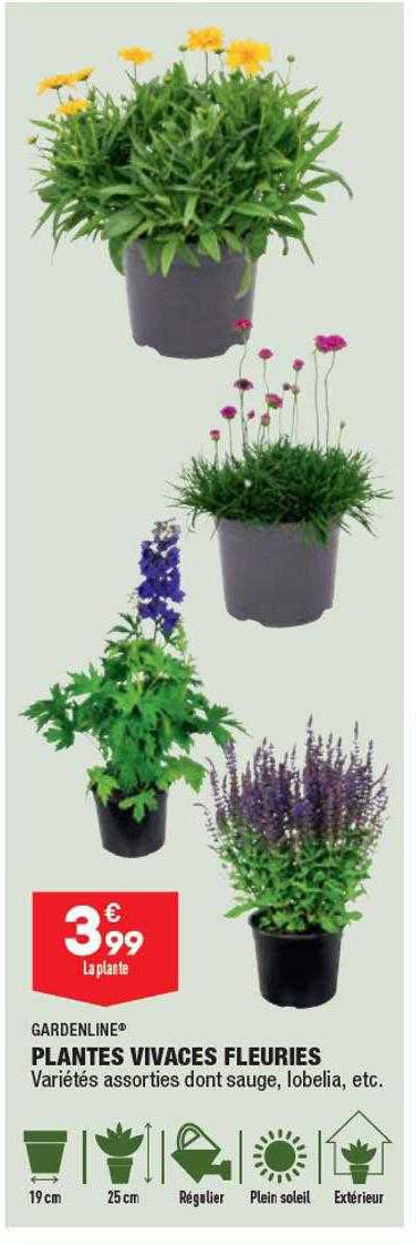 gardenline plantes vivaces fleuries