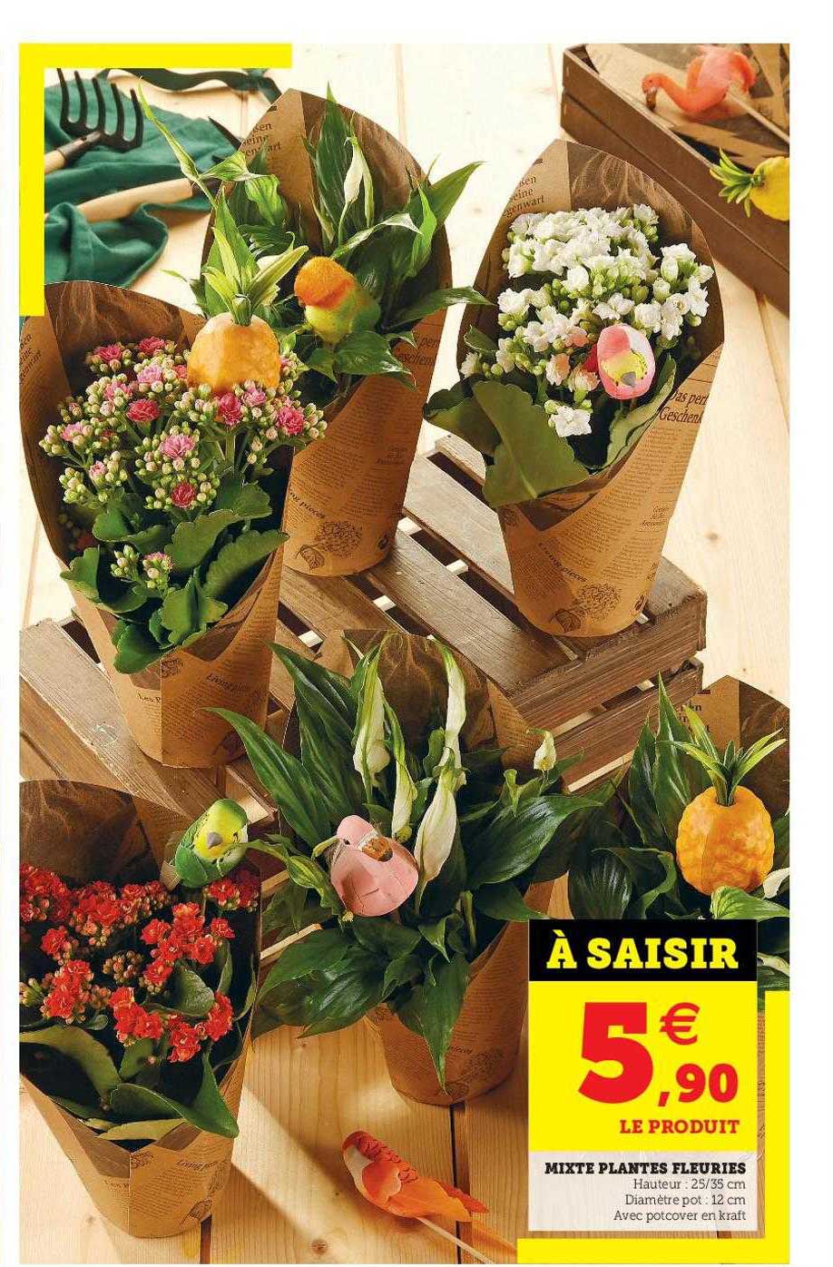 miette plantes fleuries