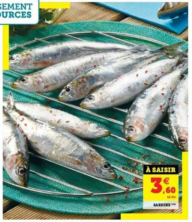 Sardine
