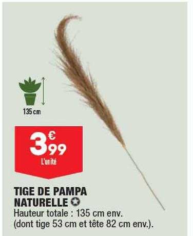 tige de pampa naturelle