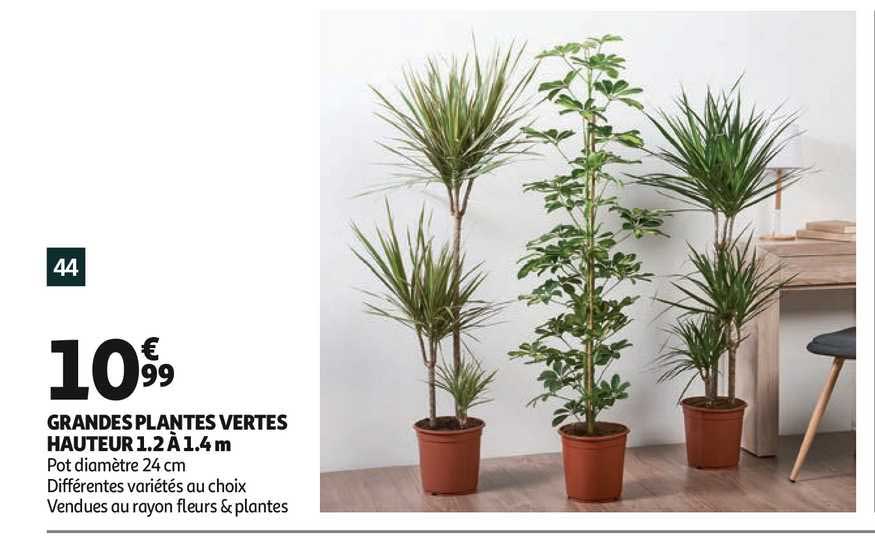 grandes plantes vertes hauteur 1.2 à 1.4 m