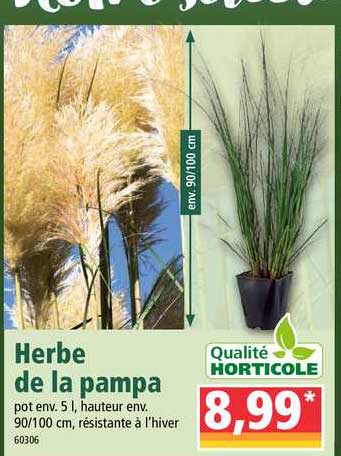 herbe de la pampa qualité horticole