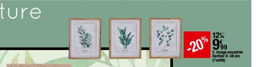 image encadrée herbier h 48 cm