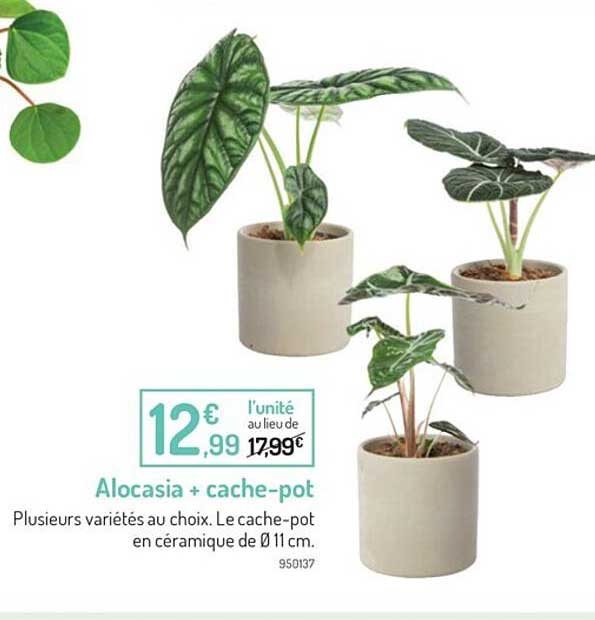 alocasia + cache-pot