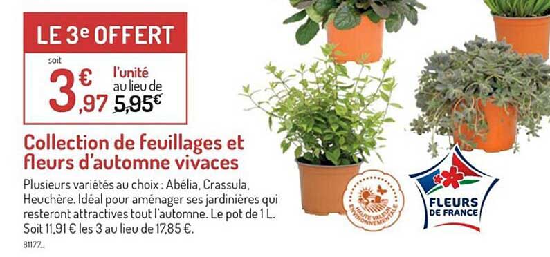 collection de feuillages et fleurs d'automne vivaces