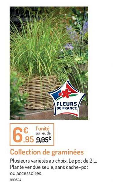 collection de graminées
