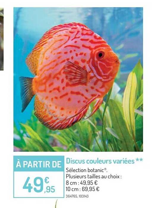 discus couleurs variées