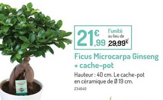Ficus Microcarpa Ginseng + Cache-pot