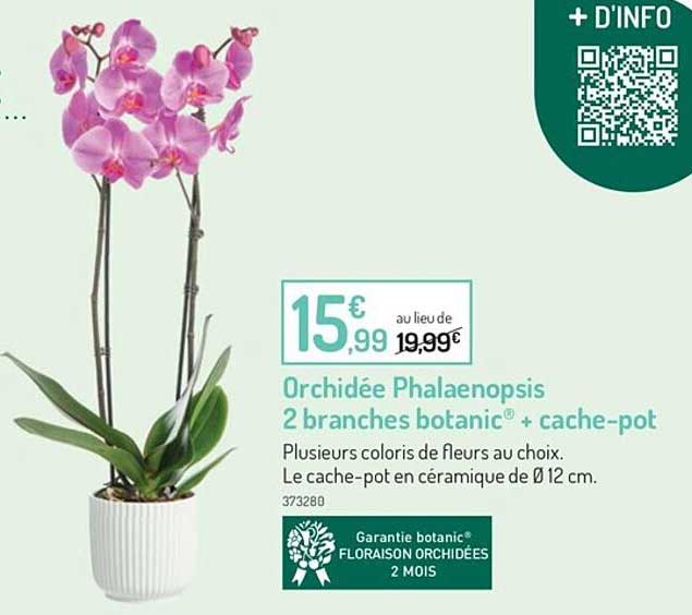 orchidée phalaenopsis 2 branches botanic + cache-pot