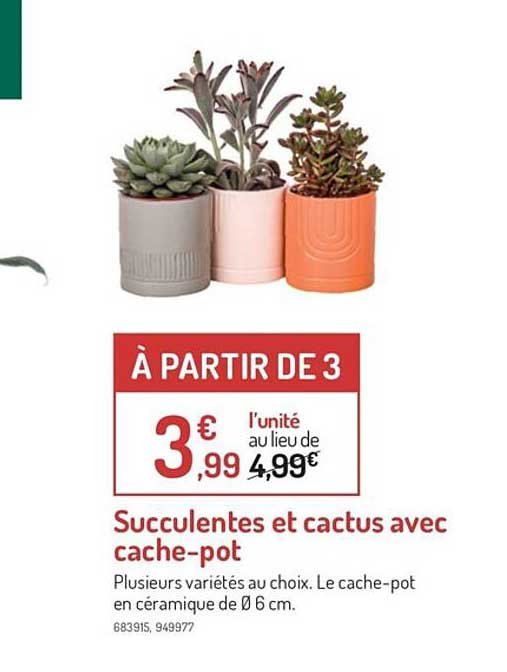 succulentes et cactus avec cache-pot