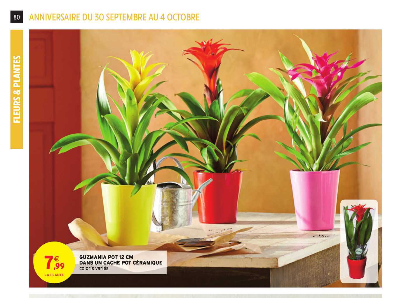guzmania pot 12 cm dans un cache pot céramique