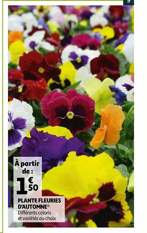 plante fleuries d'automne