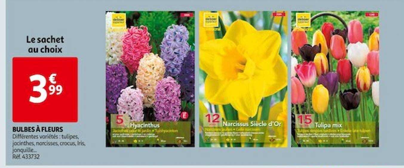 Bulbes à Fleurs