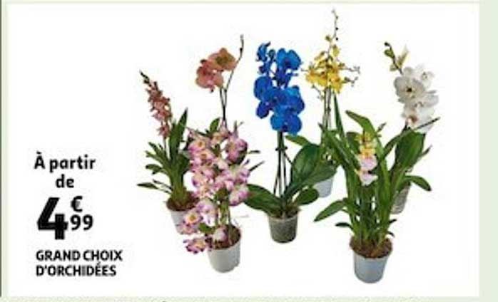 grand choix d'orchidées