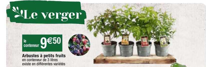 Arbustes à Petits Fruits