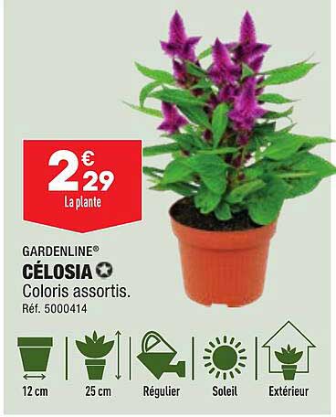 Célosia Gardenline