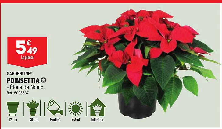 poinsettia gardenline