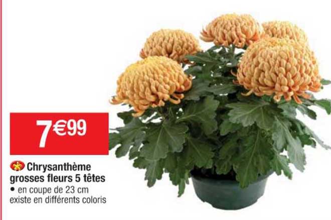 chrysanthème grosses fleurs 5 têtes