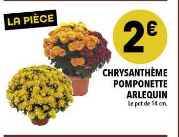 Chrysanthème Pomponette Arlequin