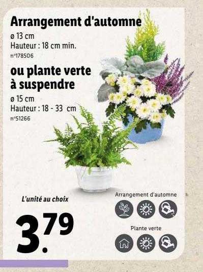 arrangement d'automne ou plante verte à suspendre