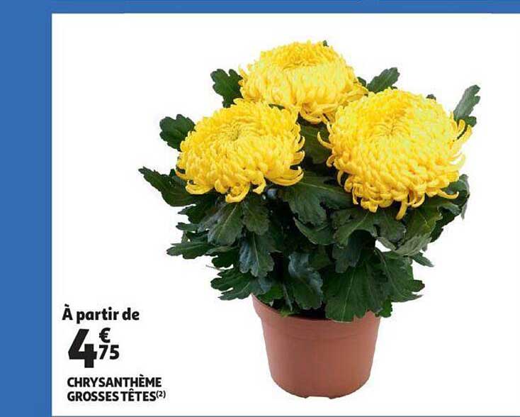 chrysanthème grosses têtes