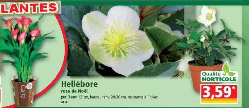 hellébore rose de noël