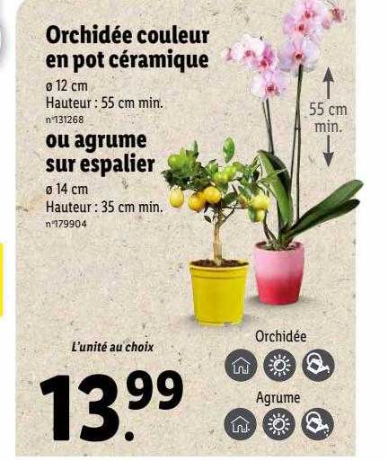 orchidée couleur en pot céramique ou agrume sur espalier