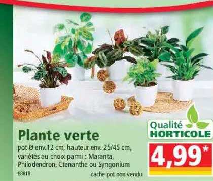 Plante Verte