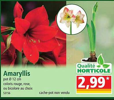 amaryllis