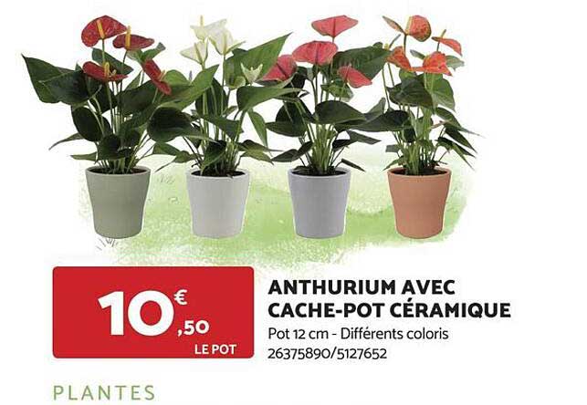 Anthurium Avec Cache-pot Céramique