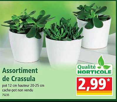 assortiment de crassula