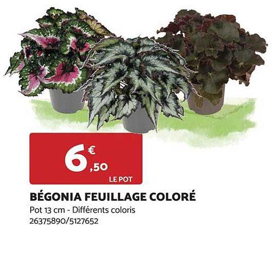 bégonia feuillage coloré