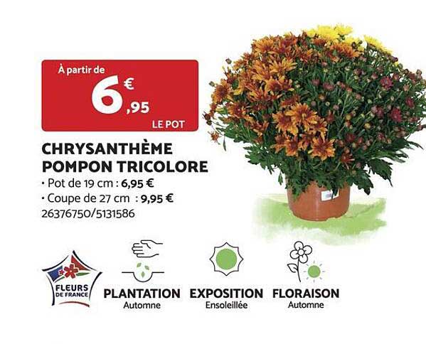 Chrysanthème Pompon Tricolore
