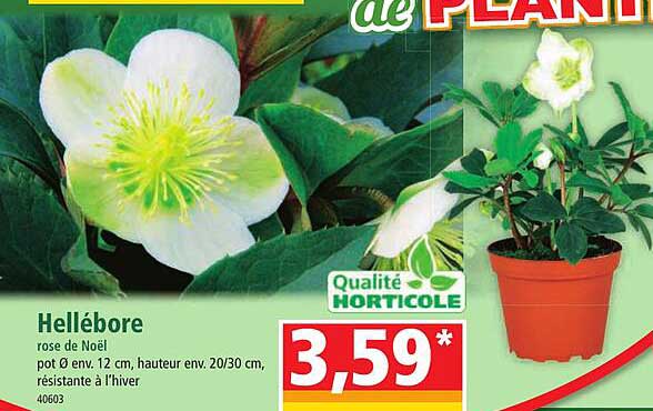 Hellébore Rose De Noël