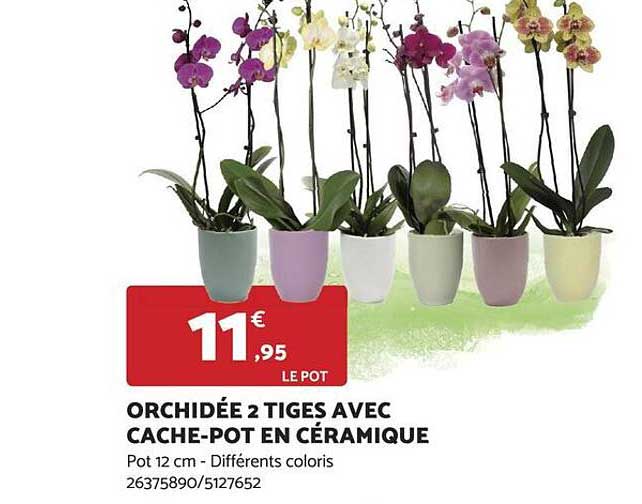 orchidée 2 tiges avec cache-pot en céramique