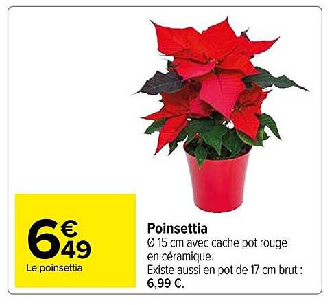 poinsettia