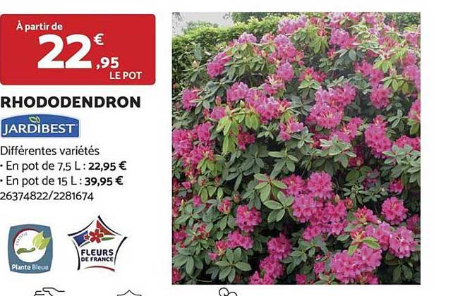 rhododendron jardibest