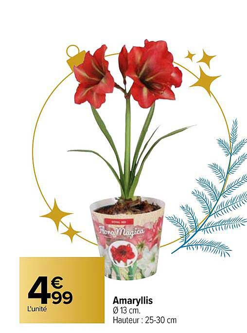 amaryllis