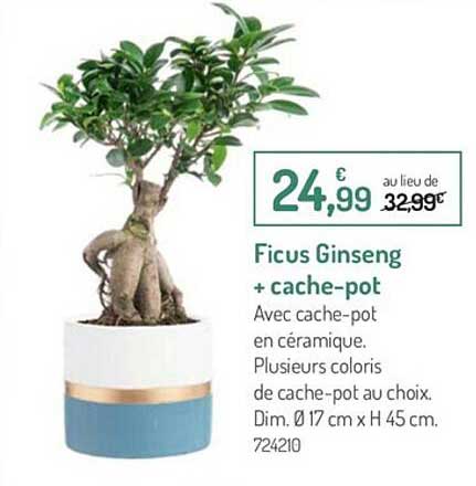 ficus ginseng + cache-pot