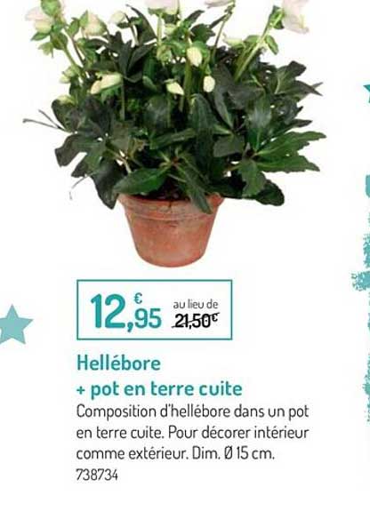 hellébore + pot en terre cuite