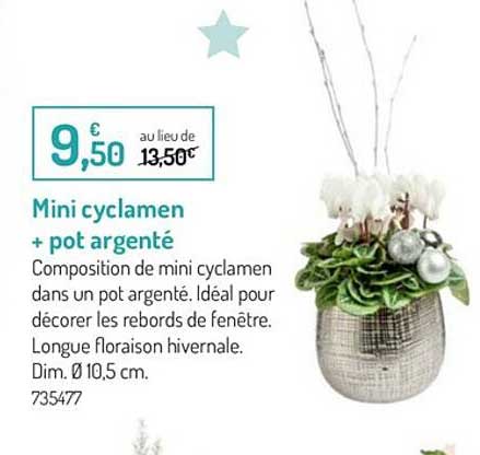 mini cyclamen + pot argenté