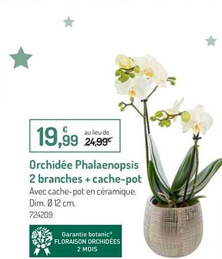 orchidée phalaenopsis 2 branches + cache-pot