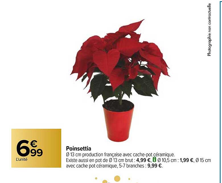 poinsettia