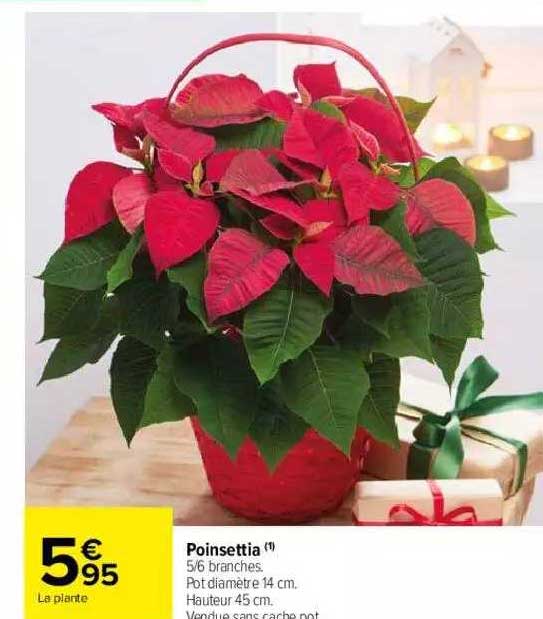 poinsettia