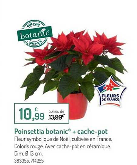 poinsettia botanic + cache-pot